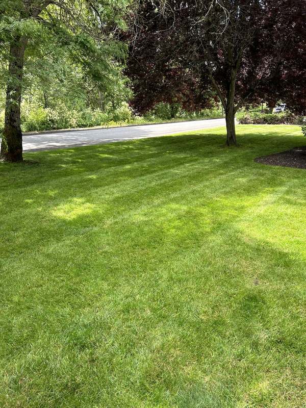 Healthy, freshly mowed lawn with mowing stripes under shade trees