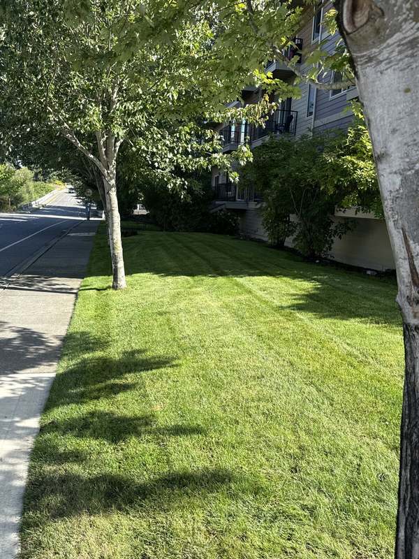 Neatly mowed lawn along a sidewalk beside a condominium building